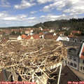 10_45-nest.jpg