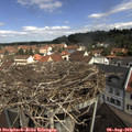 10_55-nest.jpg
