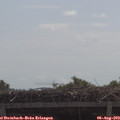 11_05-mast.jpg