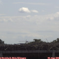 11_15-mast.jpg