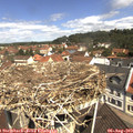 11_20-nest.jpg