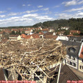 11_30-nest.jpg