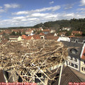 11_35-nest.jpg