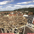 11_40-nest.jpg