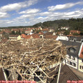 11_45-nest.jpg