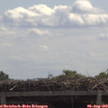 11_50-mast.jpg