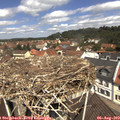 11_50-nest.jpg