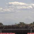 11_55-mast.jpg