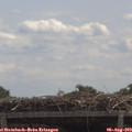 12_05-mast.jpg