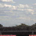 12_10-mast.jpg
