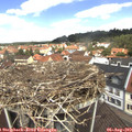 12_10-nest.jpg