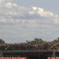 12_20-mast.jpg