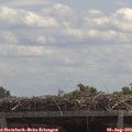 12_25-mast.jpg