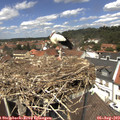 13_00-nest.jpg