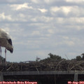 13_15-mast.jpg