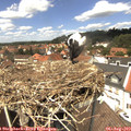13_25-nest.jpg