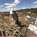13_40-nest.jpg
