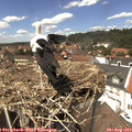 13_45-nest.jpg