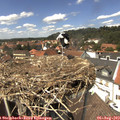 13_50-nest.jpg