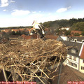 14_00-nest.jpg