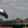14_05-mast.jpg