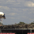14_10-mast.jpg