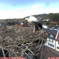 14_20-nest.jpg