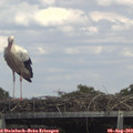 14_50-mast.jpg