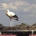 15_10-mast.jpg
