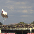 15_25-mast.jpg
