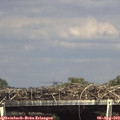 15_40-mast.jpg