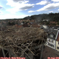 16_40-nest.jpg