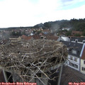 16_50-nest.jpg