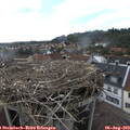 17_00-nest.jpg