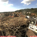 17_30-nest.jpg