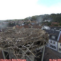 17_45-nest.jpg