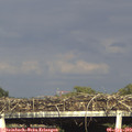 17_50-mast.jpg