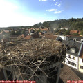 17_50-nest.jpg