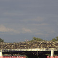 18_00-mast.jpg