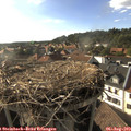 18_00-nest.jpg