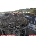 18_10-nest.jpg