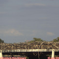 18_20-mast.jpg