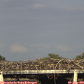 18_25-mast.jpg