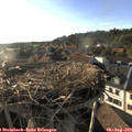 18_50-nest.jpg