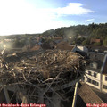 19_10-nest.jpg