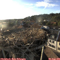 19_15-nest.jpg