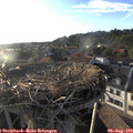 19_20-nest.jpg
