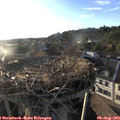19_25-nest.jpg