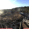 19_30-nest.jpg