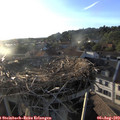 19_35-nest.jpg